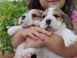 Adorable beagle puppies for sale - foto 1