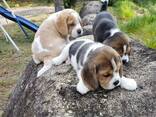 Adorable little beagle puppies for sale - foto 2