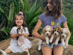 Adorable little beagle puppies for sale