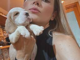 Adorable little beagle puppies for sale