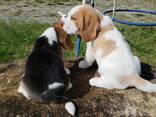 Adorable little beagle puppies for sale - фото 2
