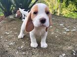 Adorable little beagle puppies for sale - фото 3