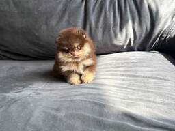 Adorable little miniature Spzit pomerians puppies for sale