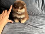 Adorable little miniature Spzit pomerians puppies for sale - фото 1