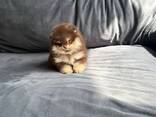 Adorable little miniature Spzit pomerians puppies for sale - фото 2