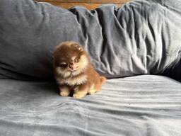 Our pomeranians Spitz puppies are looking for a new home