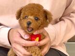 Adorable toy poodle puppies are looking for a new home - фото 3