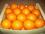 Апельсины - фото 1
