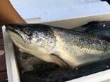 Atlantic Whole Salmon Fish - photo 1