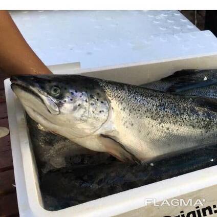 Atlantic Whole Salmon Fish