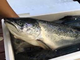 Atlantic Whole Salmon Fish