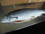 Atlantic Whole Salmon Fish - photo 2