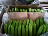 Банан Cavendish оптом из Эквадора - фото 2