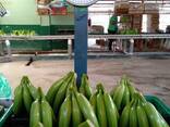 Банан Cavendish оптом из Эквадора - фото 3