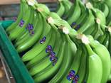 Бананы. Прямые поставки из Эквадора банана Кавендиш