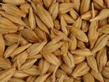 Barley for sale 2026 crop - foto 1