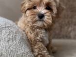 Gorgeous maltipoo F1 puppies for sale - foto 3
