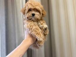 Gorgeous maltipoo F1 puppies for sale