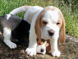 Beautiful Beagle Puppies for sale - photo 2