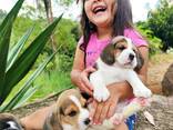 Beautiful beagle puppies for sale - foto 1