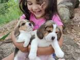 Beautiful beagle puppies for sale - foto 2