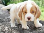 Beautiful beagle puppies for sale - foto 3