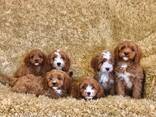 Hermosos cachorros cavapoo. - photo 1