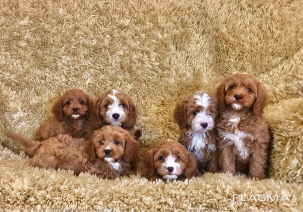 Hermosos cachorros cavapoo.