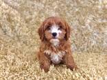 Hermosos cachorros cavapoo. - photo 2