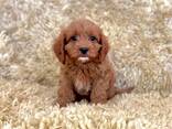 Hermosos cachorros cavapoo. - photo 3