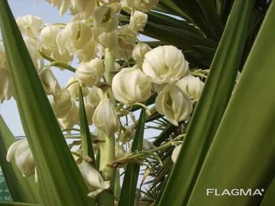 Beautiful flowers