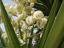 Beautiful flowers