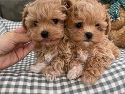 Beautiful male and female Maltipoo puppies,