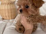Beautiful male and female Maltipoo puppies, - foto 2