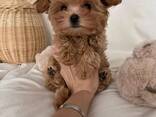 Beautiful male and female Maltipoo puppies, - foto 3