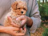 Beautiful maltipoo F1 puppies are looking for a new home - photo 3