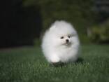 Beautiful Pomeranian Spitz - фото 1