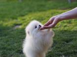 Beautiful Pomeranian Spitz - фото 2