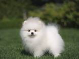 Beautiful Pomeranian Spitz - фото 3
