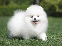 Beautiful Pomeranian Spitz
