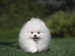 Beautiful Pomeranian Spitz - foto 3