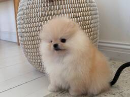 Spzit pomerians puppies looking for their new homes
