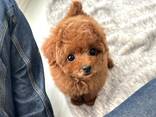 Beautiful purebred toy poodle mini puppies looking for their forever homes - foto 1