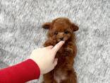 Beautiful purebred toy poodle mini puppies looking for their forever homes - foto 2