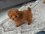 Beautiful purebred toy poodle mini puppies looking for their forever homes - foto 3
