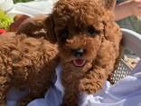 Hermosos cachorros caniche toy - фото 2