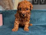 Hermosos cachorros caniche toy - фото 3