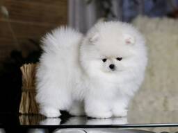 Beautiful white Pomeranian puppies for sale and looking for their forever homes