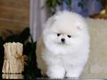 Beautiful white Pomeranian puppies for sale and looking for their forever homes - photo 1