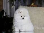 Beautiful white Pomeranian puppies for sale and looking for their forever homes - photo 2